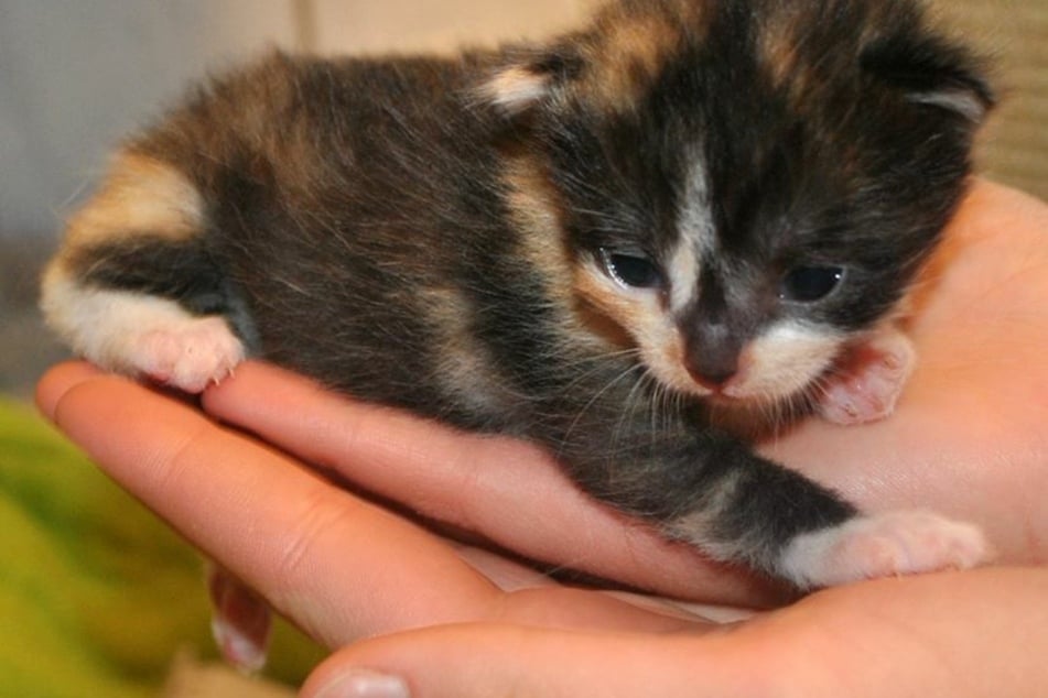 Das kleine Kätzchen musste bis zu ihrer Ankunft im Tierheim einiges durchstehen.