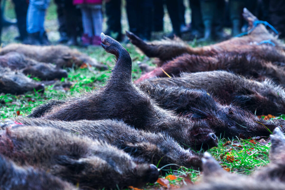 Bisher grassierte die Afrikanische Schweinepest nur unter Wildschweinen, die aus diesem Grund entlang der polnischen Grenze verstärkt von Jägern erlegt worden sind.