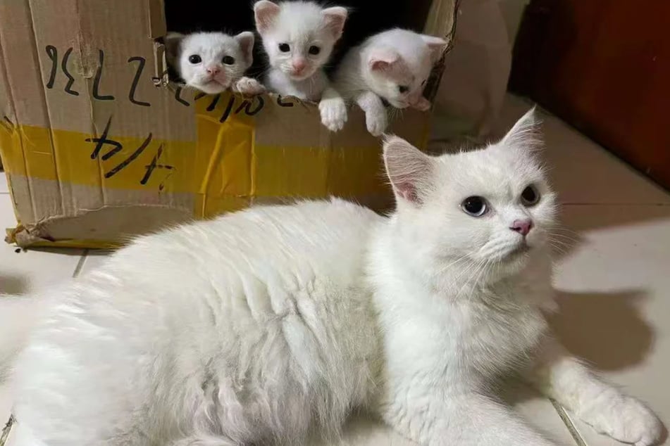 Uživatel Redditu netušil, že zachránil víc než jen kočku.