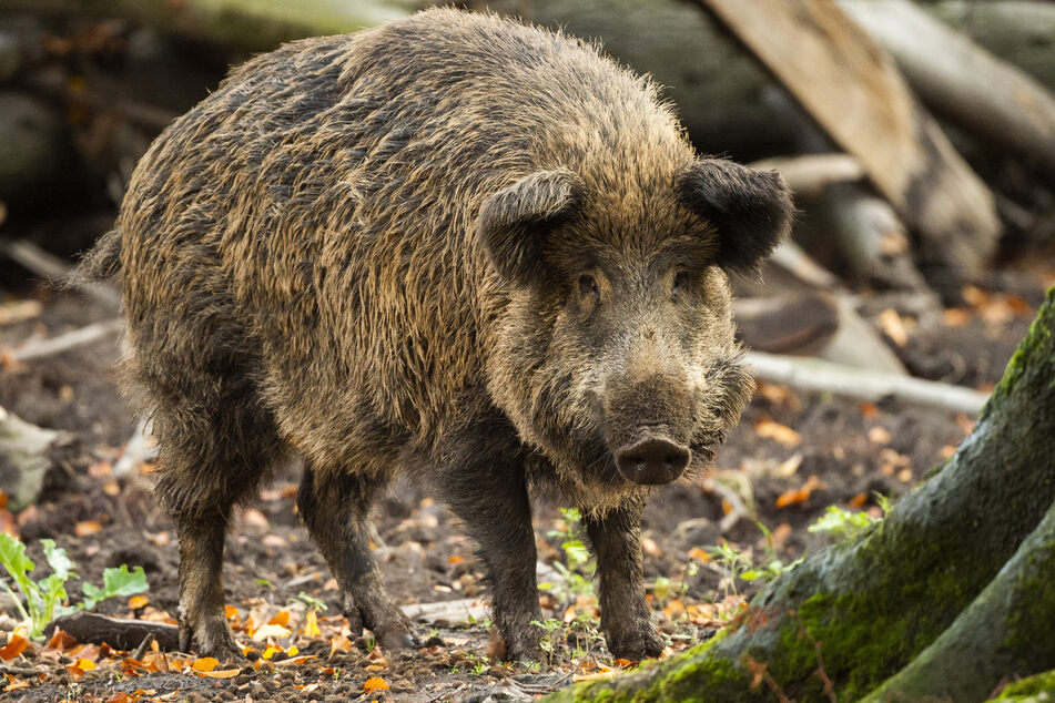 Die Afrikanische Schweinepest verläuft für Schweine immer tödlich. Sie gehen an der Viruskrankheit elendig zugrunde. In einen Hausschweine-Bestand wurde das Virus in Sachsen bislang noch nicht eingetragen.