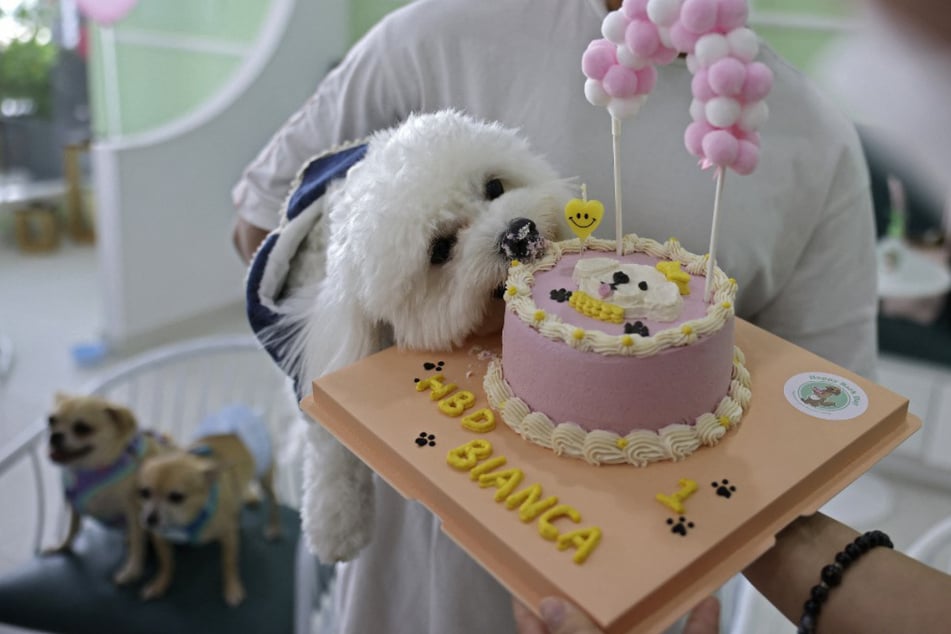 Vierbeiner Bianca feierte am Montag ihren ersten Geburtstag im Happy Bark Day in Dubai mit Hundekuchen.
