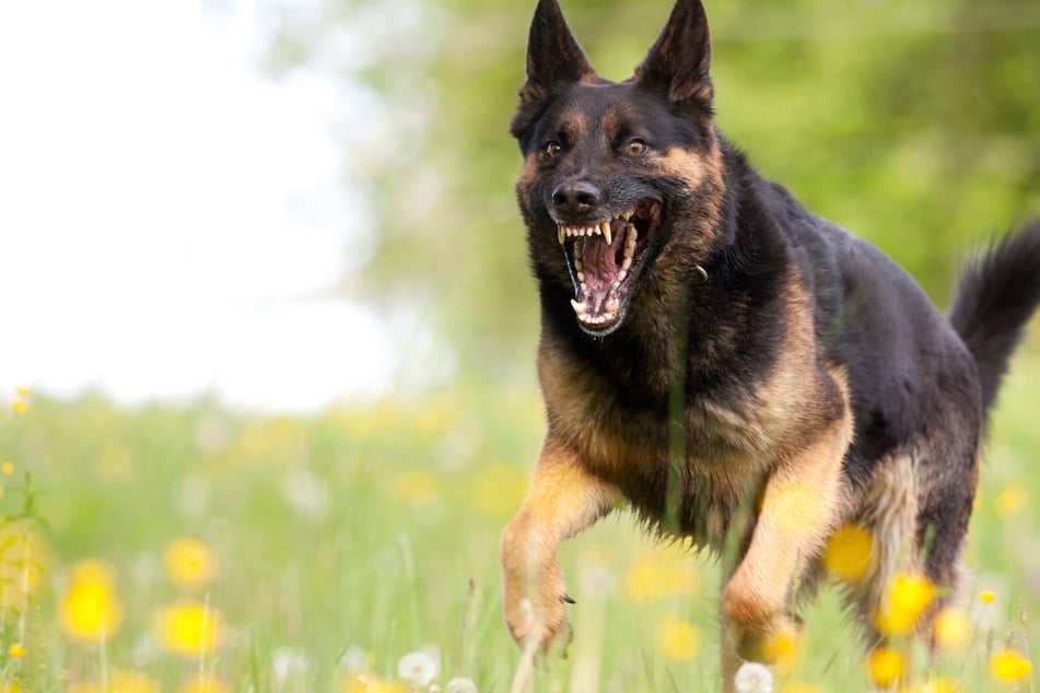 Biss-Attacke auf Campingplatz: Schäferhund geht auf 20-Jährigen los