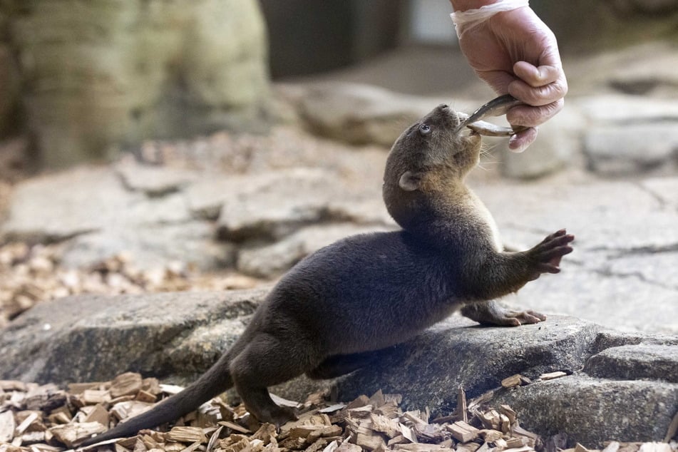 Hier wurde sich für die Handzucht entschieden: Nachdem das Glattotter-Muttertier im März überraschend verstorben war, haben sich die Tierpfleger um die Jungtiere gekümmert.