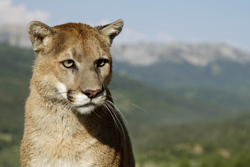 Der Puma, auch Berglöwe genannt, ist nicht in Bayern heimisch. Seine natürlichen Lebensräume liegen in Nord-, Mittel- und Südamerika. (Symbolbild)