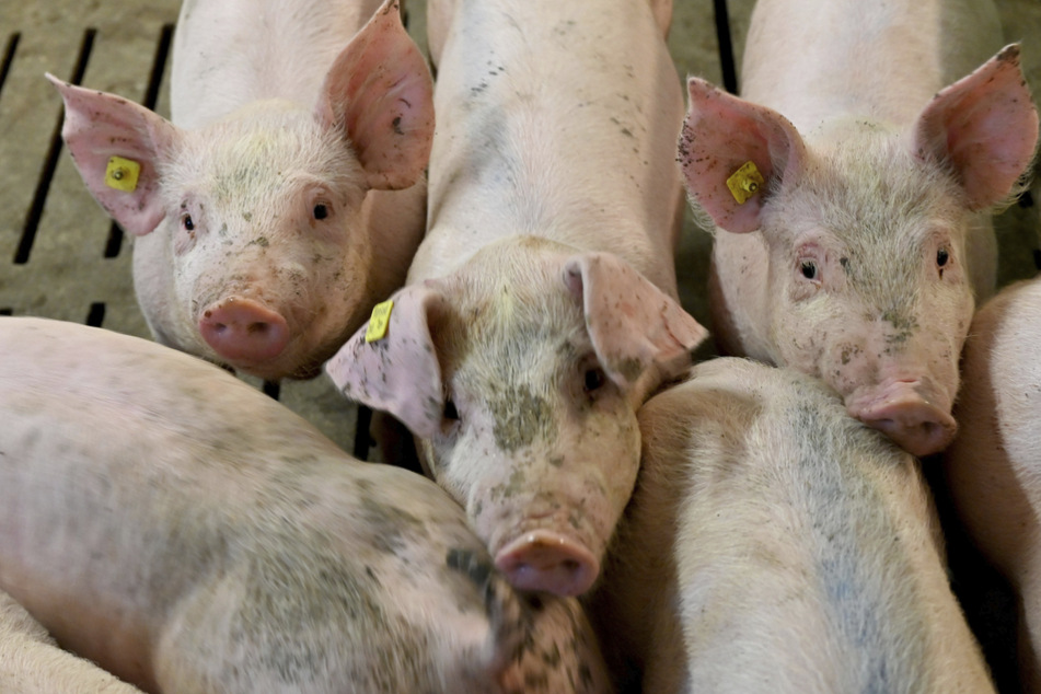 Schweinepest in Mecklenburg-Vorpommern ausgebrochen