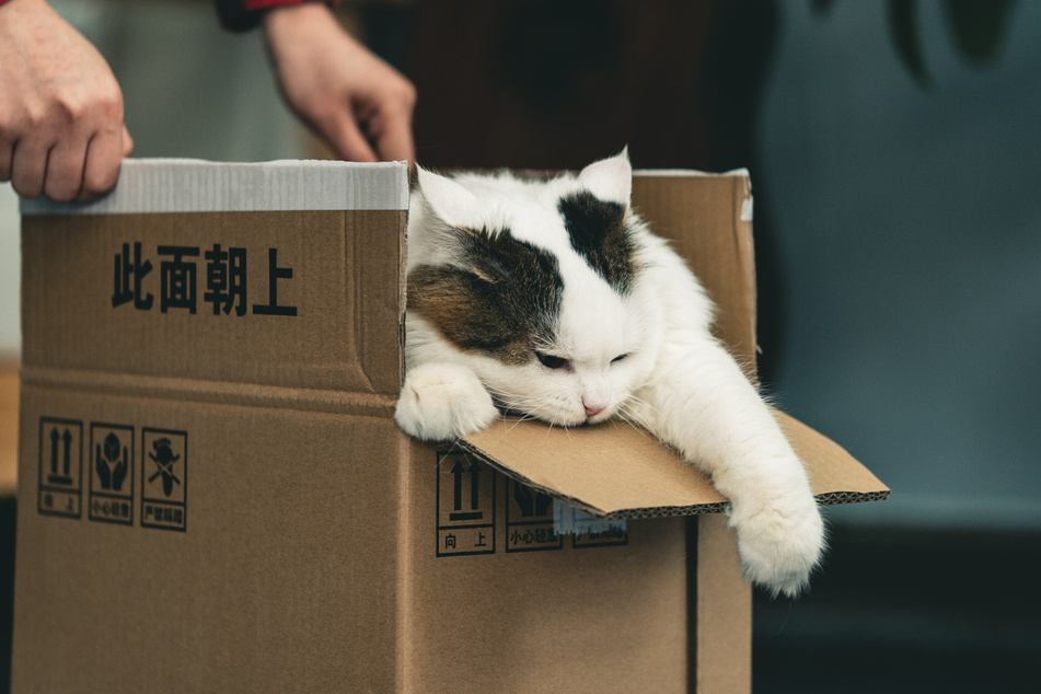 Cats will find boxes very fascinating and entertaining, but moves stressful.