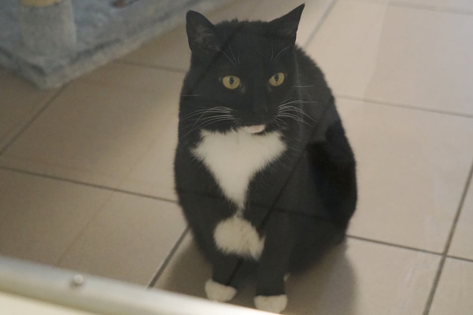 Miezekatze wurde erst ausgesetzt, nach einer Vermittlung wieder zurückgegeben und sucht jetzt endlich ihr Für-immer-Zuhause.