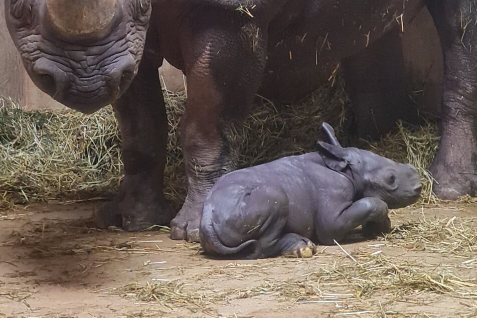 Zuckersüß: Zoo Magdeburg begrüßt Nashorn-Nachwuchs!