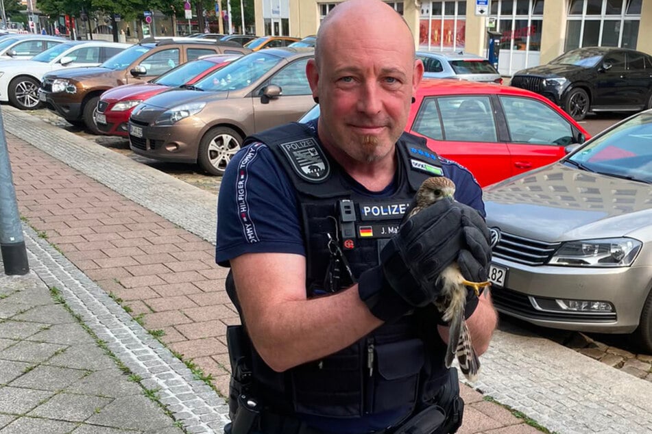 Tierfreunde der Polizei Magdeburg holten den Turmfalken aus der Gefahrenzone.