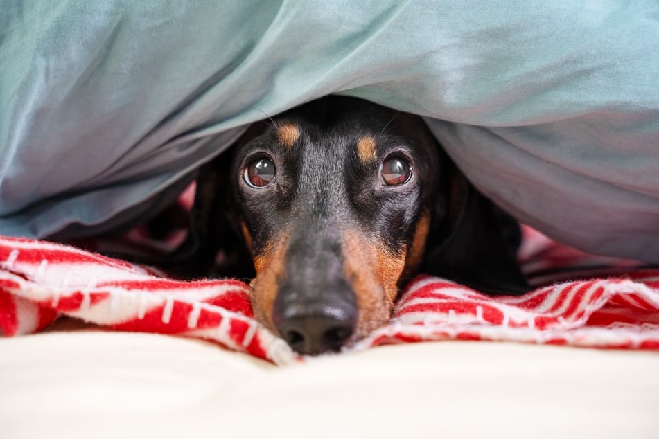 Viele Hunde fürchten sich sehr vor lauten Geräuschen.