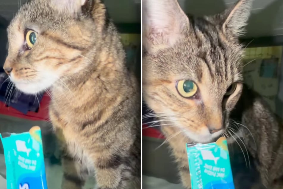 Katze Mia zeigt sich im Tierheim höchst unruhig.