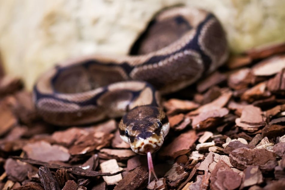 Die Schlange wird nun untersucht. (Symbolfoto)