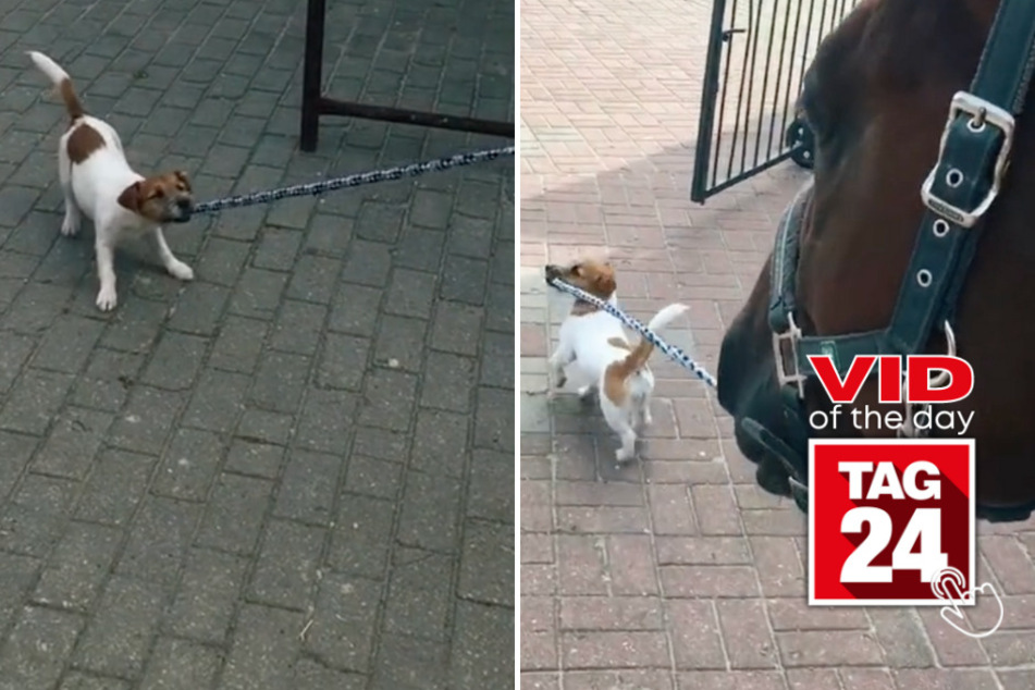 viral videos: Viral Video of the Day for December 27, 2023: Tiny pup leads the way for horse pal