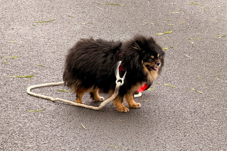 Der Hund der 65-Jährigen verstorbenen hat den Unfall verletzt überlebt.