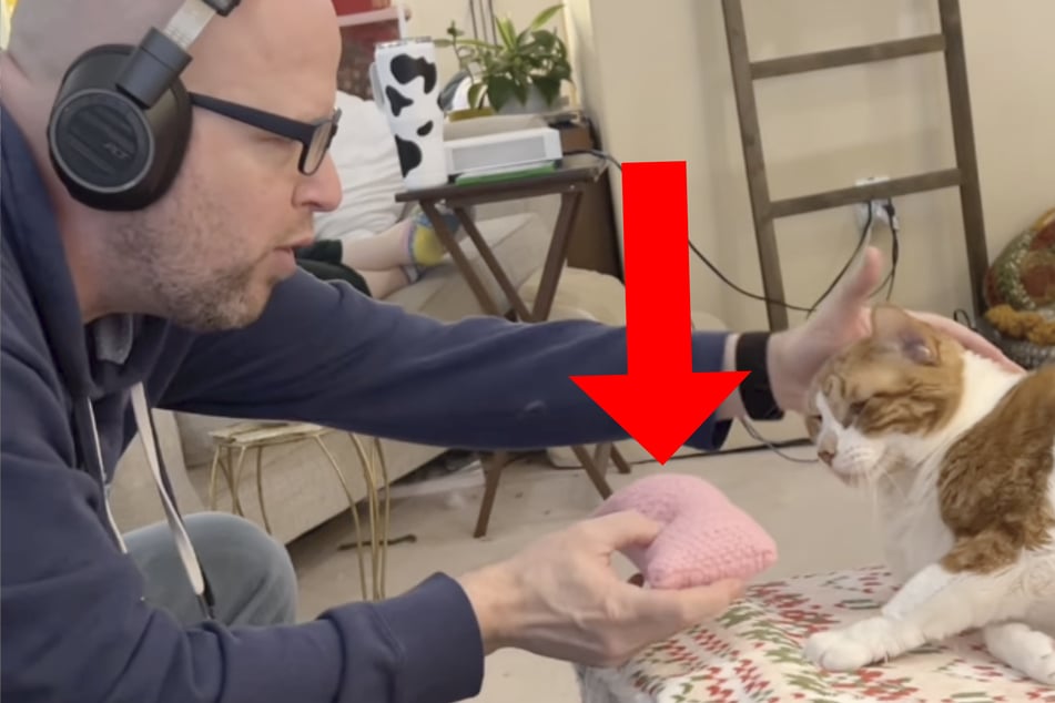 Cat's reaction to tiny pillow melts millions of hearts!