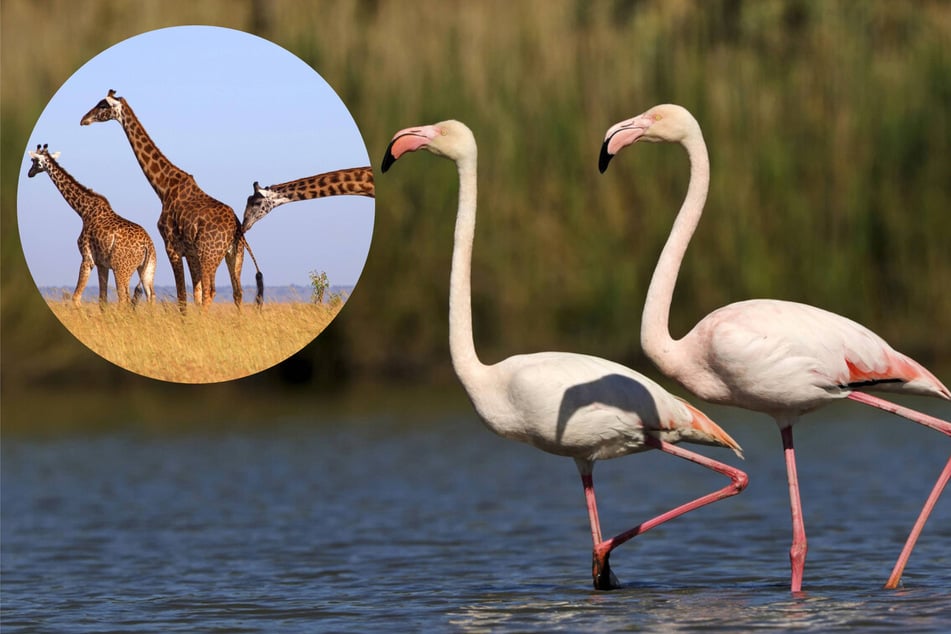 Which animal has the longest neck in the world?