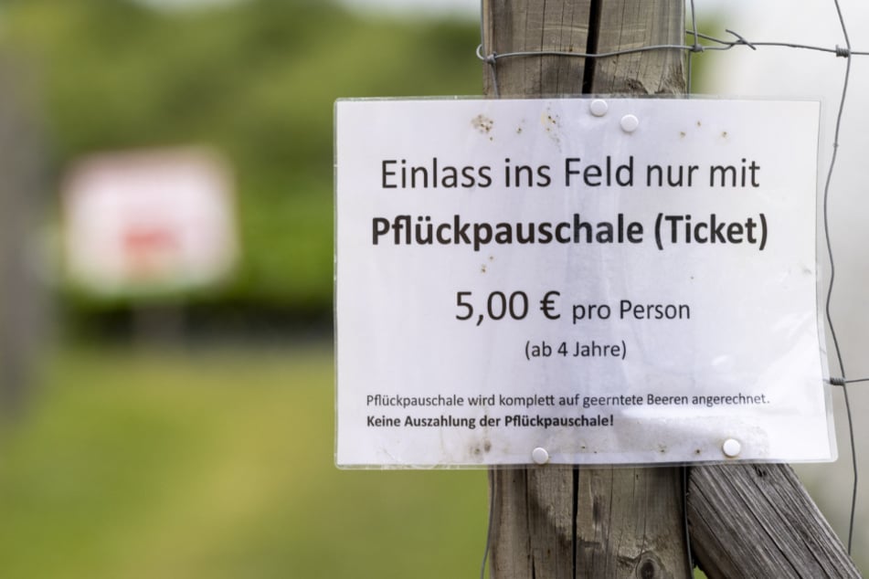 Der Spargelhof Ponickau verlangt schon seit Jahren auf seinen Feldern, wie auch auf der Erlebnisplantage Moritzburg, eine "Pflückpauschale".