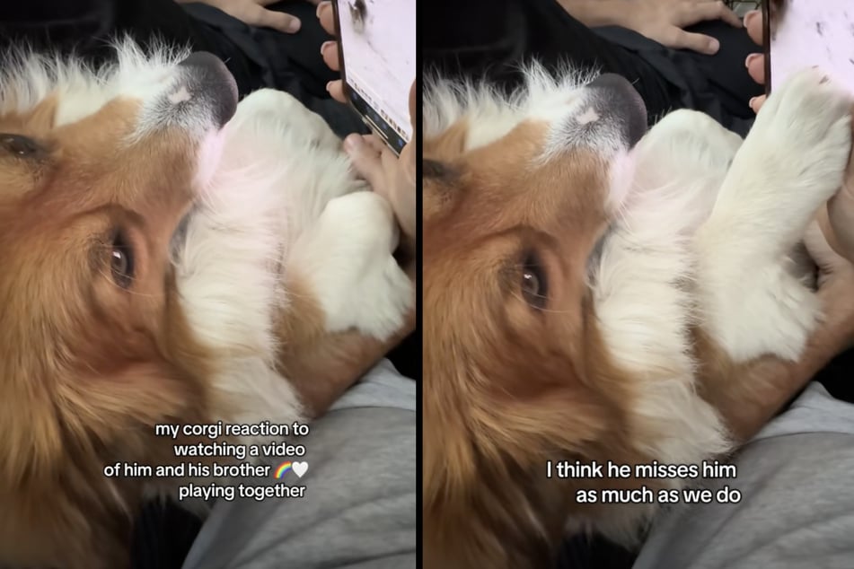 Corgi "Pollo" scheint seinen verstorbenen Hunde-Bruder "Paco" sehr zu vermissen.