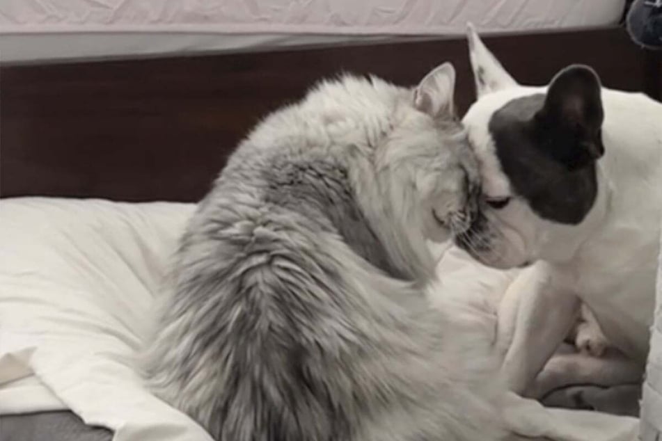 The owner of Cloud the cat and a French Bulldog named Paco was lucky enough to film her two pets during a heartwarming moment – although the animals didn't seem too happy about the intrusion!