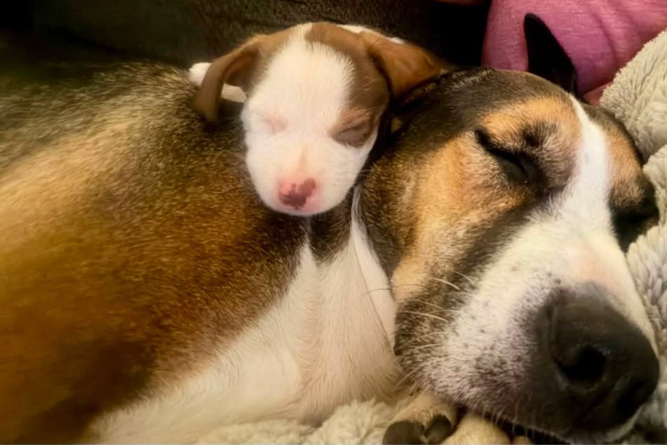 Hunde-Mama Annie und Welpe Bernard sind heilfroh einander zu haben.
