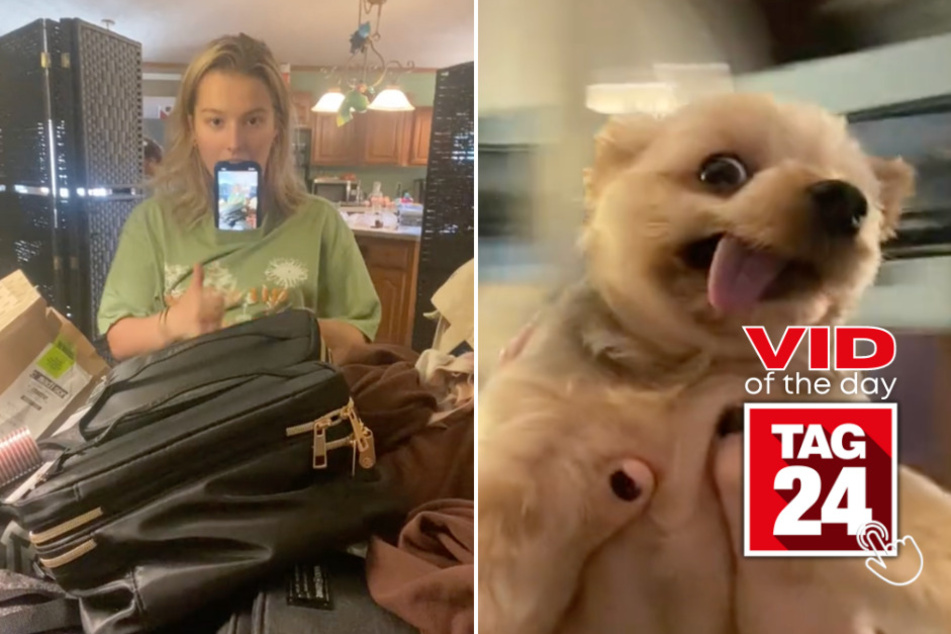 viral videos: Viral Video of the Day for August 21, 2023: Taylor Swift-loving pup swings to stardom in viral trend!