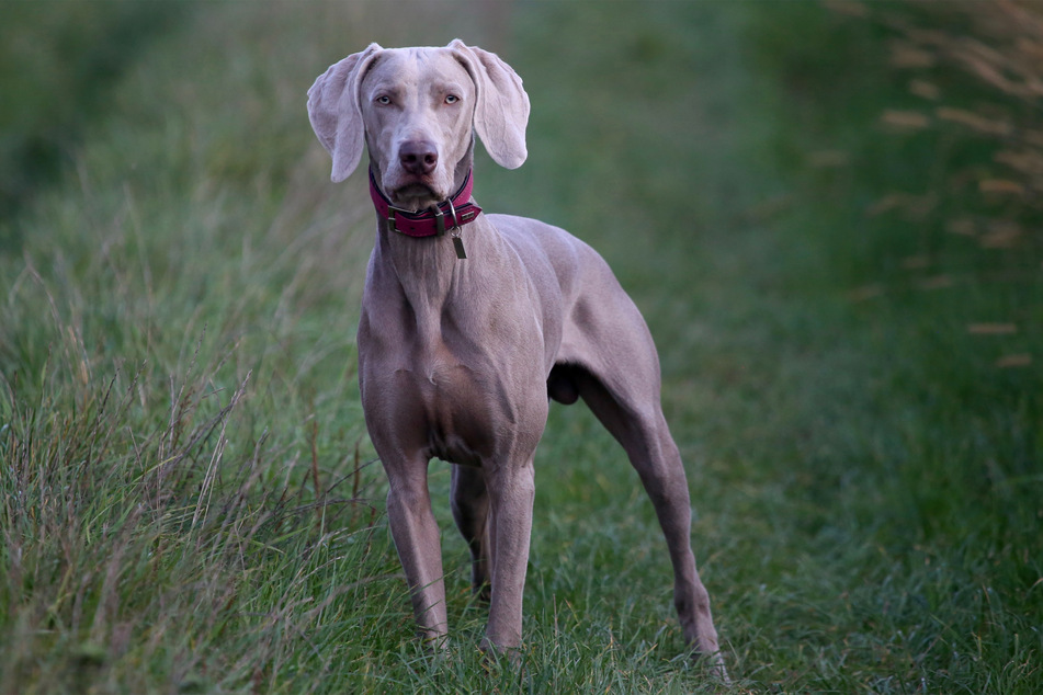 Great danes are extraordinary dogs, but can be quite dangerous as they are very strong.