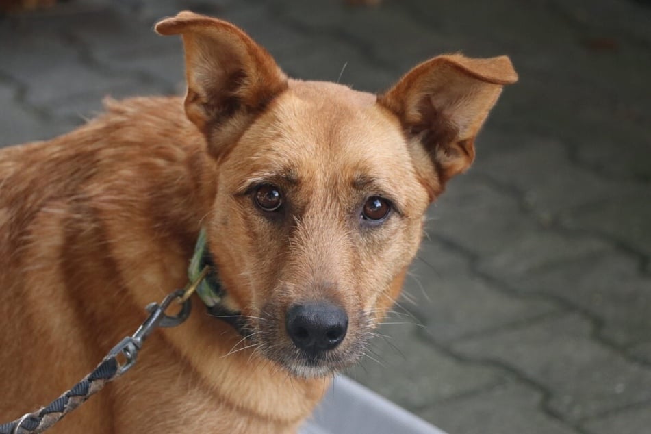 Exa (8) hat fast ihr gesamtes Leben im Tierheim verbracht.