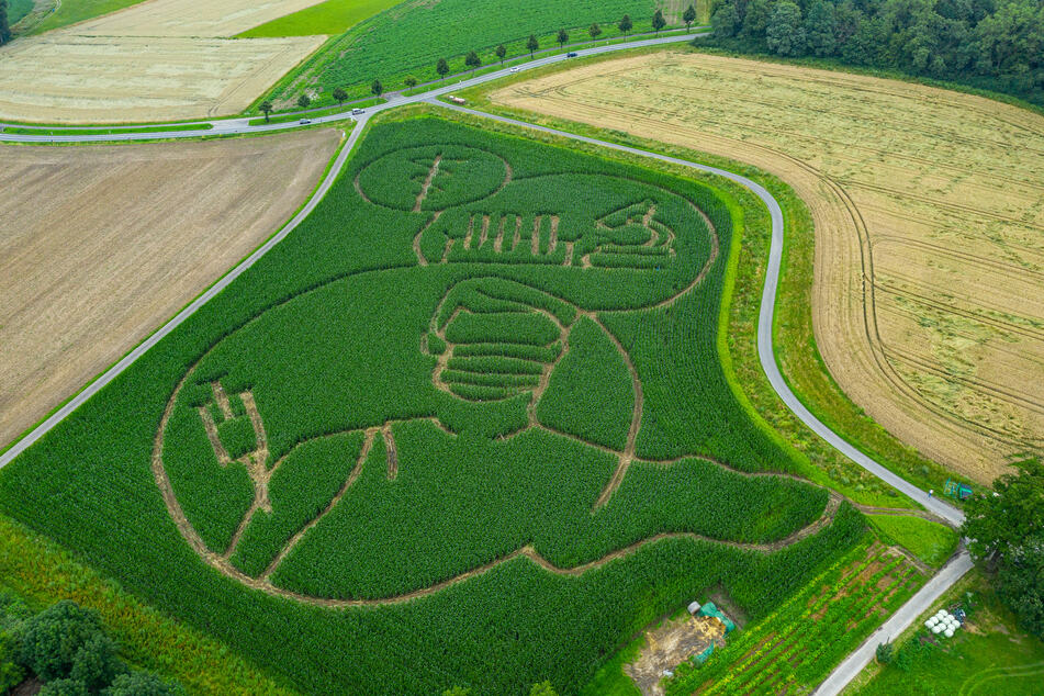 Der Landwirt Benedikt Lünemann fräste in sein Maisfeld ein riesiges Labyrinth mit einer Silhouette einer Corona Impfaktion und der damit verbundenen Forschung.
