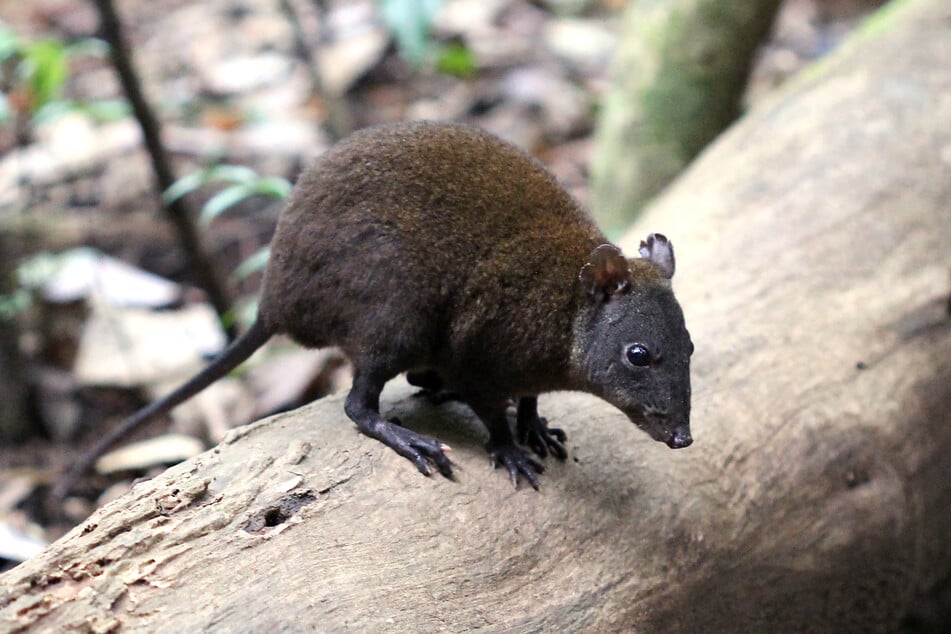 This photo taken on October 14, 2020 and released by Flinders University on March 20, 2025 shows a small musky rat-kangaroo, a bush-dwelling marsupial weighing about the same as a loaf of bread, in the Atherton Tablelands, a highland region of northern Australia.