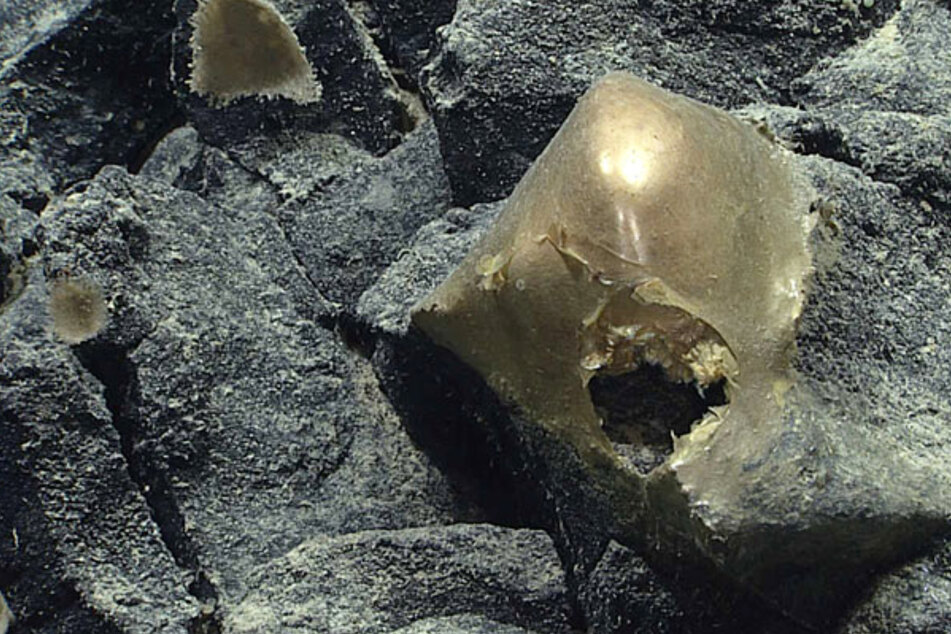 Zwischen Felsen in Tausenden Metern Tiefe strahlte das "goldene Ei" den Forschern entgegen.