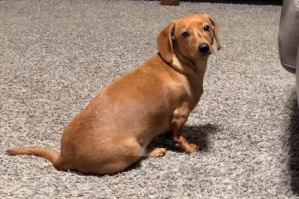 Aha! Kaum erwähnt sein Frauchen Rehe, ist Bagels hellwach.