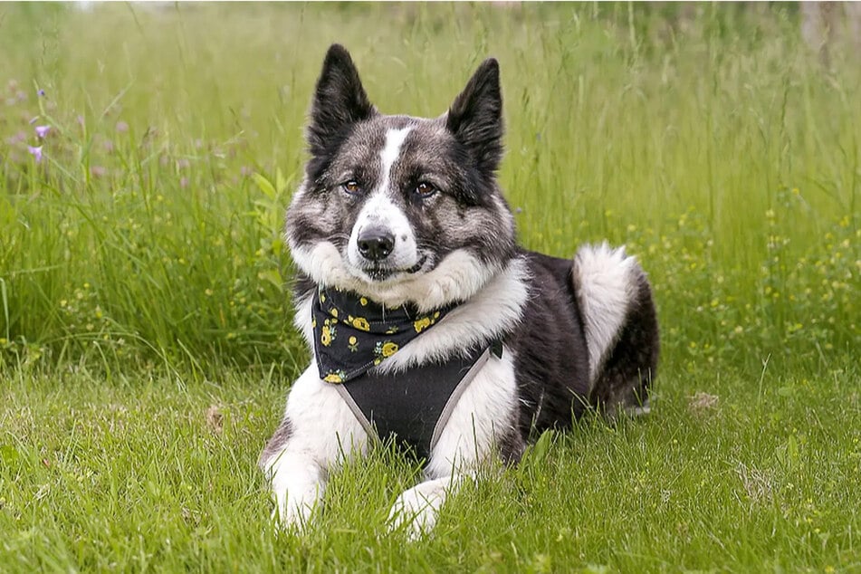 Die liebe Hunde-Omi Torra will endlich in einem Für-Immer-Zuhause ankommen.