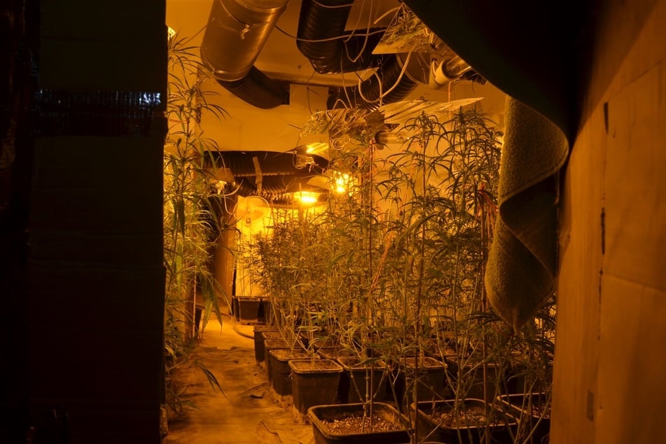 In einem leer stehenden Einfamilienhaus fanden Polizisten eine Cannabisplantage.