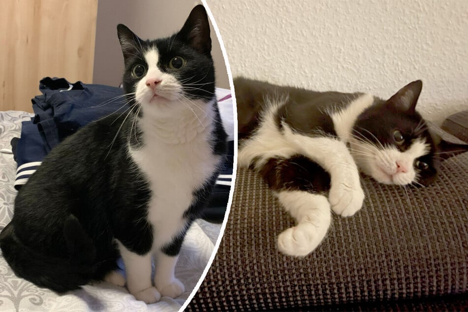 Katze Miyabi ist selbstbewusst und hat ihren eigenen Kopf.