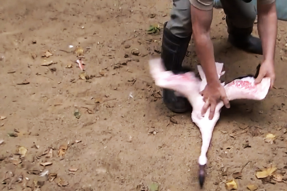 Mord unter "Häftlingen" im Zoo Leipzig! Jetzt steht fest, wie viele Flamingos gefressen wurden