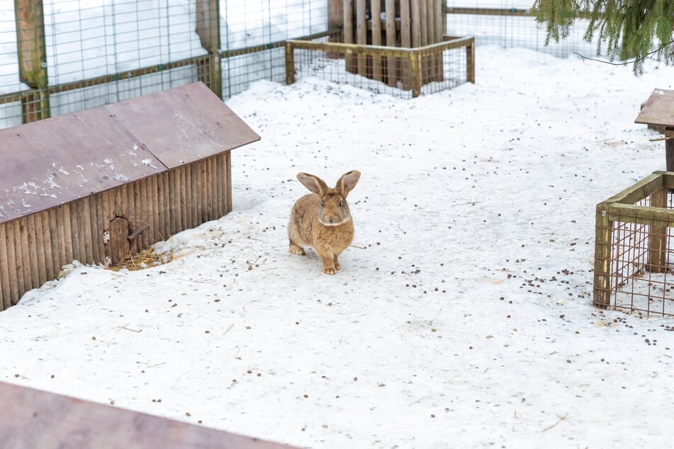 Haben sie einen gut isolierten Stall, können Kaninchen auch im Winter bei Schnee draußen bleiben.