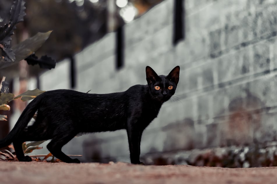 Black cats do not generally live any longer, or any shorter, than any other cat type.