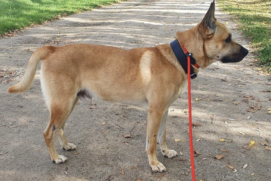 Zuviel Trubel möchte der Malinois-Mix nicht mehr in seinem Leben.