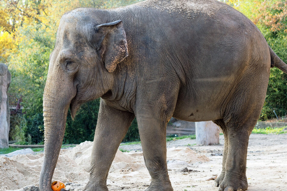 Von Leipzig nach Karlsruhe: So zieht ein 4,6-Tonnen-Elefant um