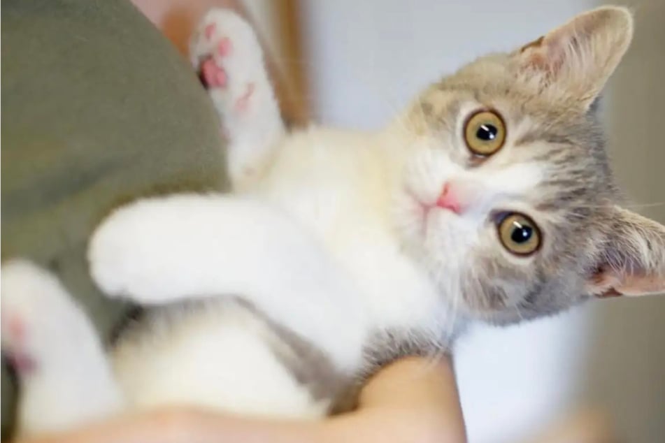 Als drei Wochen altes Kätzchen im Tierheim gelandet: Wer schenkt Miu ein neues Zuhause?