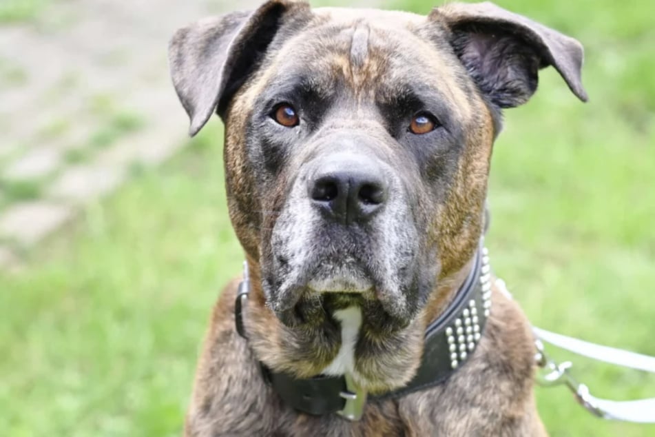 Dogo Canario Syliess (7) del refugio de animales de Berlín busca un nuevo hogar.