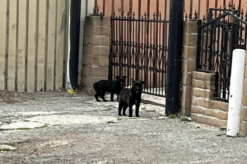 The two female dogs were wandering around together for two weeks before they were rescued.