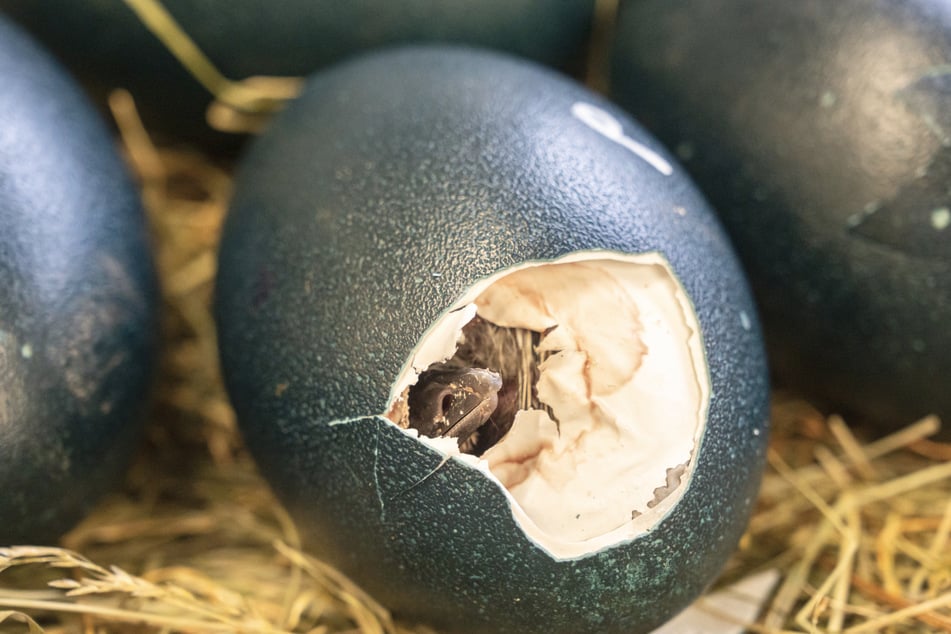 Durch die Schale des Eis muss sich das kleine Küken erst durcharbeiten.