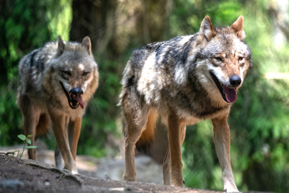 Wölfe: Wölfe erobern Sachsens Osten: Immer mehr Rudel im Freistaat nachgewiesen