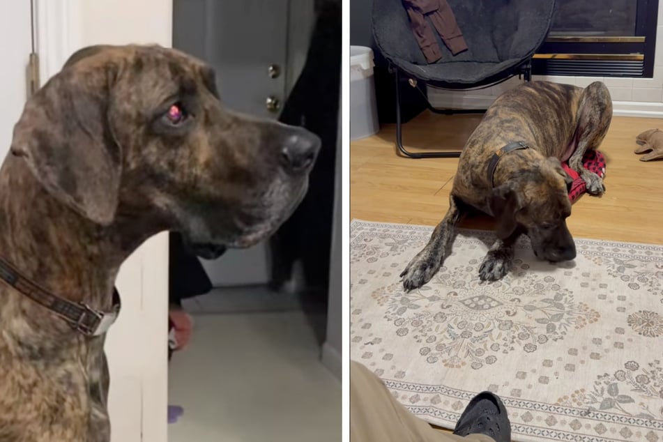 Der Vierbeiner musste sich nach einem dreisten Betten-Diebstahl durch einen anderen Hund mit dem viel zu kleinen Schlafplatz begnügen.