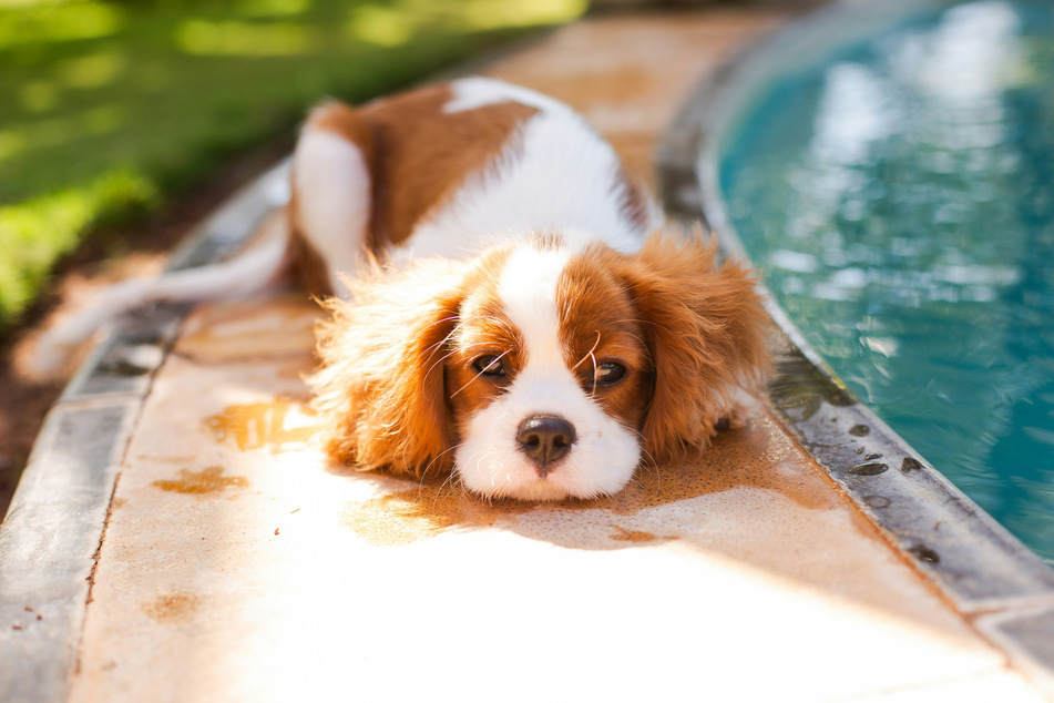 The Cavalier King Charles spaniel is possibly the cutest and sweetest toy dog on this list.
