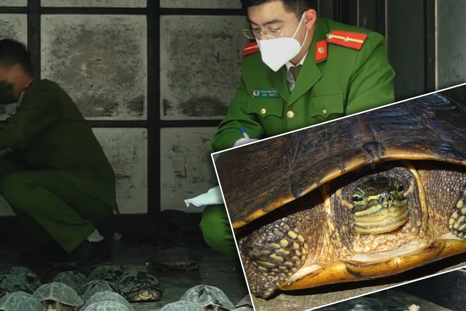 Seltenste Schildkrötenart Vietnams: Kölner Zoo unterstützt Artenschutzprogramm