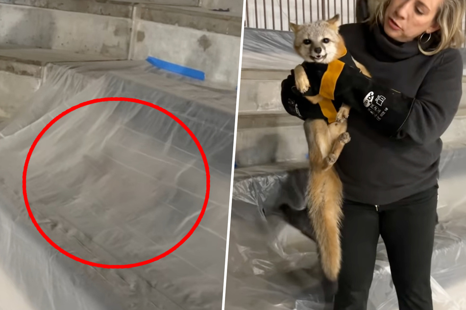 Texas wildlife rescuers help freezing fox hunkering down on cold construction site