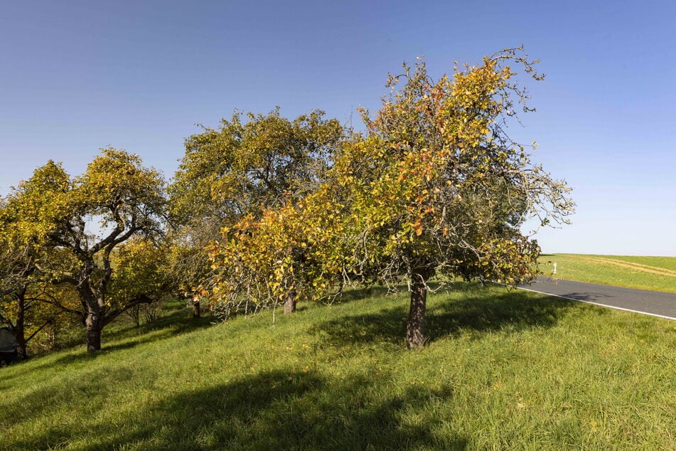 Auf dieser Streuobstwiese kam es zu massiven Handgreiflichkeiten.