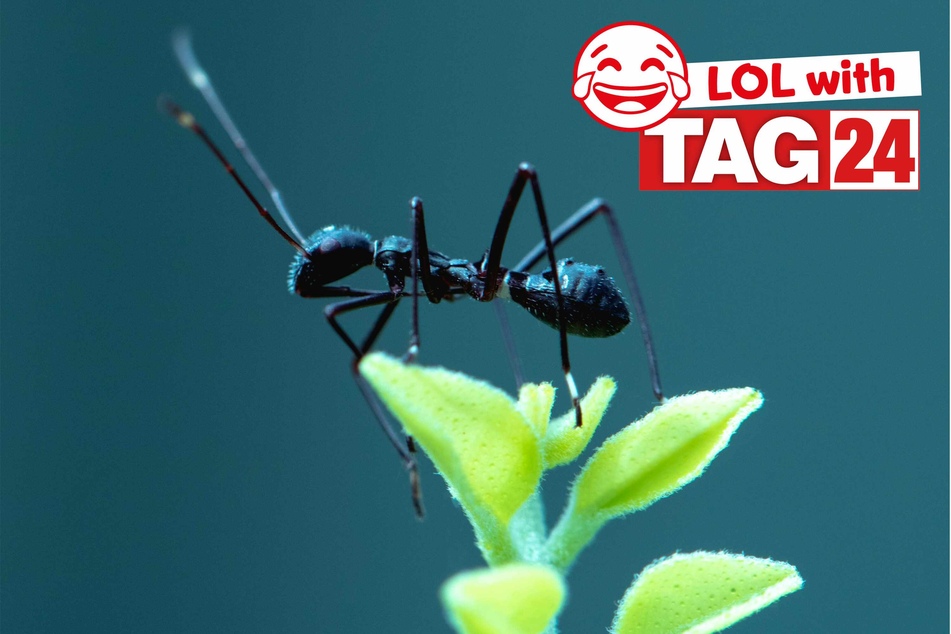 Today's Joke of the Day stars a sweet smelling ant.